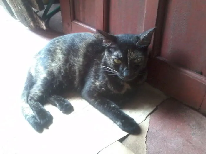 Gato raça  idade 1 ano nome Jasmim