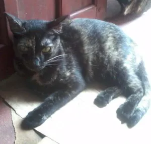 Gato raça  idade 1 ano nome Jasmim