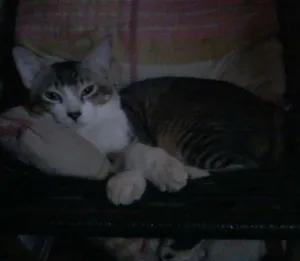 Gato raça  idade 1 ano nome Cristian