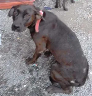 Cachorro raça  Não sei idade 2 anos nome Sami