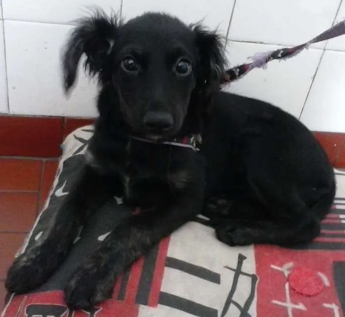 Cachorro ra a SRD idade 2 a 6 meses nome Kiki