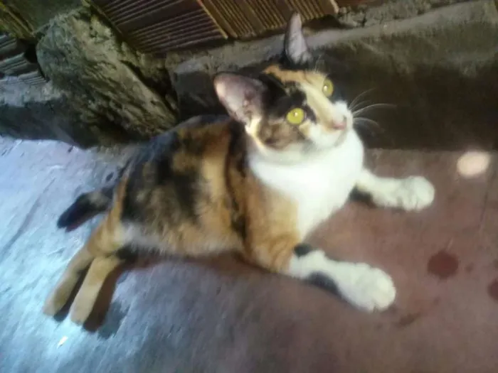 Gato raça  idade 1 ano nome Sasha