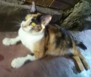 Gato raça  idade 1 ano nome Sasha