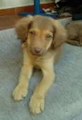 Leozinho