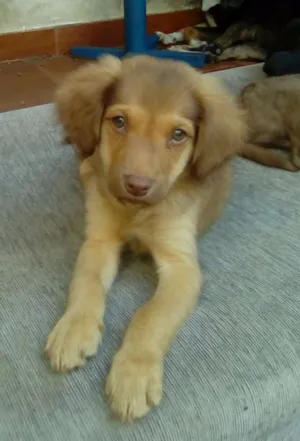 Cachorro raça SRD idade 2 a 6 meses nome Leozinho