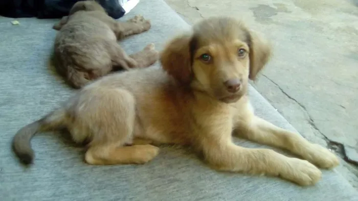 Cachorro raça SRD idade 2 a 6 meses nome Leozinho