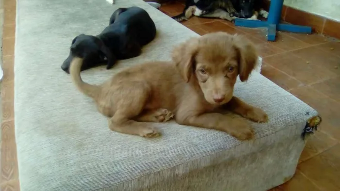 Cachorro raça SRD idade 2 a 6 meses nome FAUSTÃO