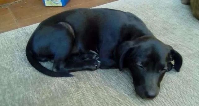 Cachorro raça SRD idade 2 a 6 meses nome Sandy