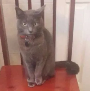 Gato raça Não definida idade 2 anos nome Charles