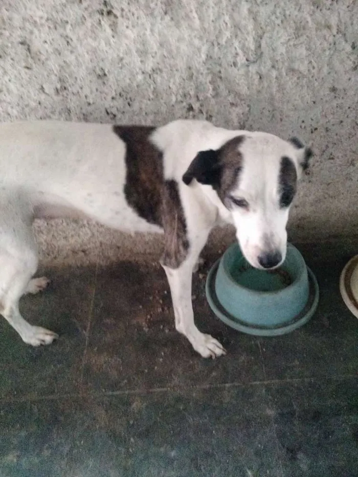 Cachorro raça Vira-lata idade 6 ou mais anos nome Doty