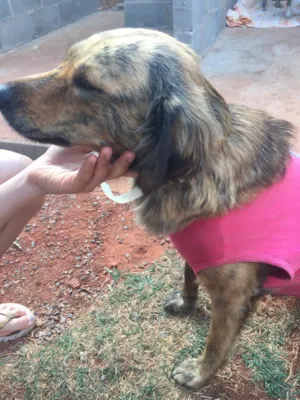 Cachorro raça Srd idade 2 anos nome Lady