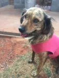 Lady