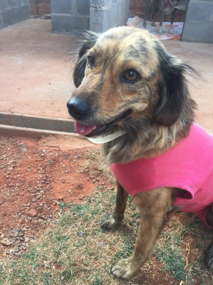 Cachorro ra a Srd idade 2 anos nome Lady