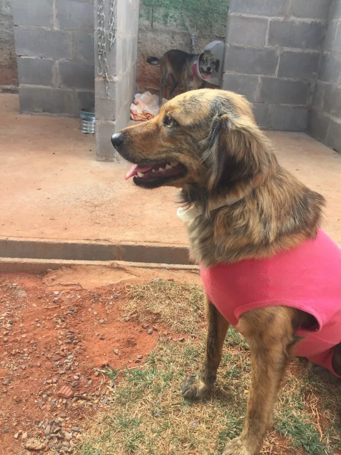Cachorro ra a Srd idade 2 anos nome Lady