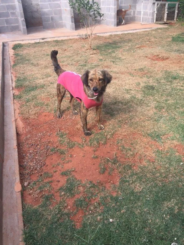 Cachorro ra a Srd idade 2 anos nome Lady