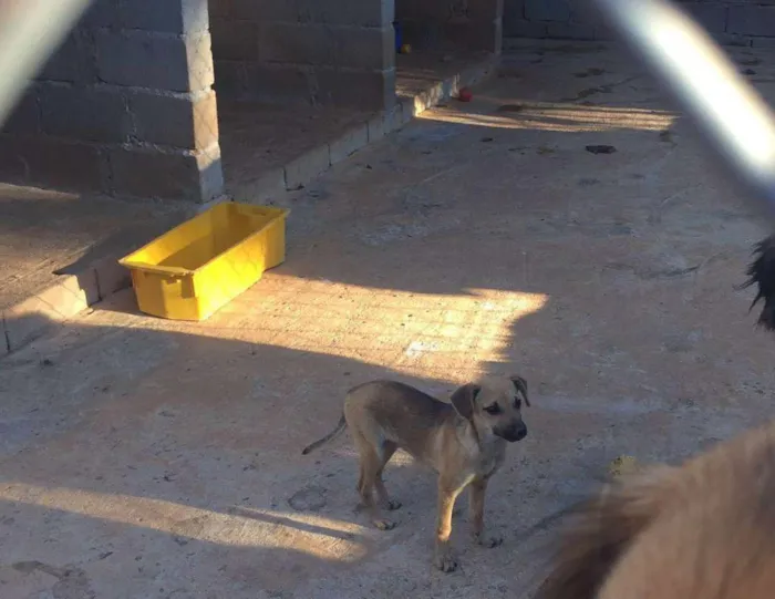 Cachorro ra a srd idade 2 a 6 meses nome LINDA
