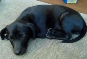 Cachorro raça SRD idade 2 a 6 meses nome Sandy