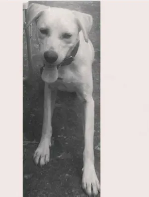 Cachorro raça labrador com virá lata idade 2 anos nome Marley