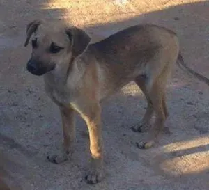 Cachorro raça srd idade 2 a 6 meses nome LINDA