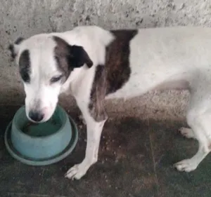 Cachorro raça Vira-lata idade 6 ou mais anos nome Doty