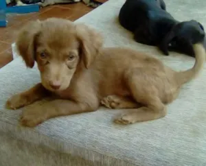 Cachorro raça SRD idade 2 a 6 meses nome FAUSTÃO