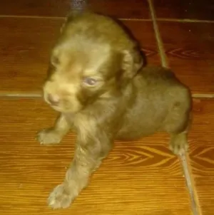 Cachorro raça SRD idade Abaixo de 2 meses nome Sem nome