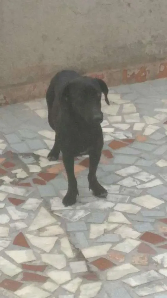 Cachorro raça Vira lata idade 2 anos nome Black