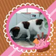 princesa