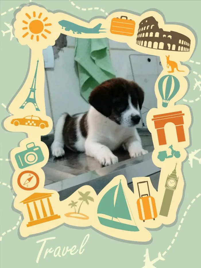 Cachorro ra a srd idade 2 a 6 meses nome princesa