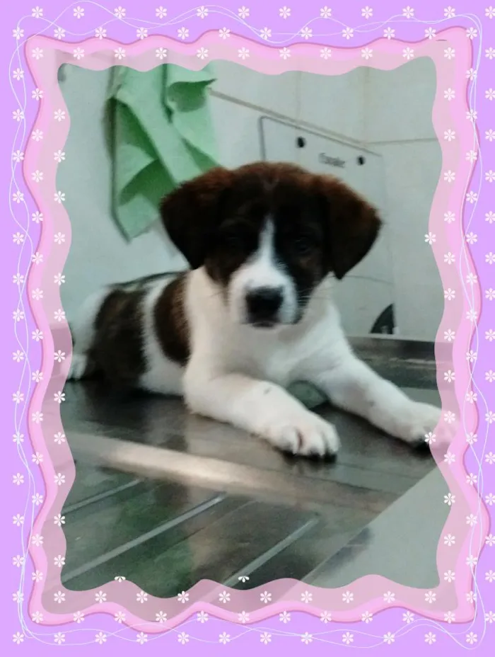 Cachorro ra a srd idade 2 a 6 meses nome princesa