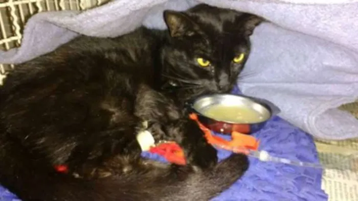 Gato raça  idade 2 anos nome nina