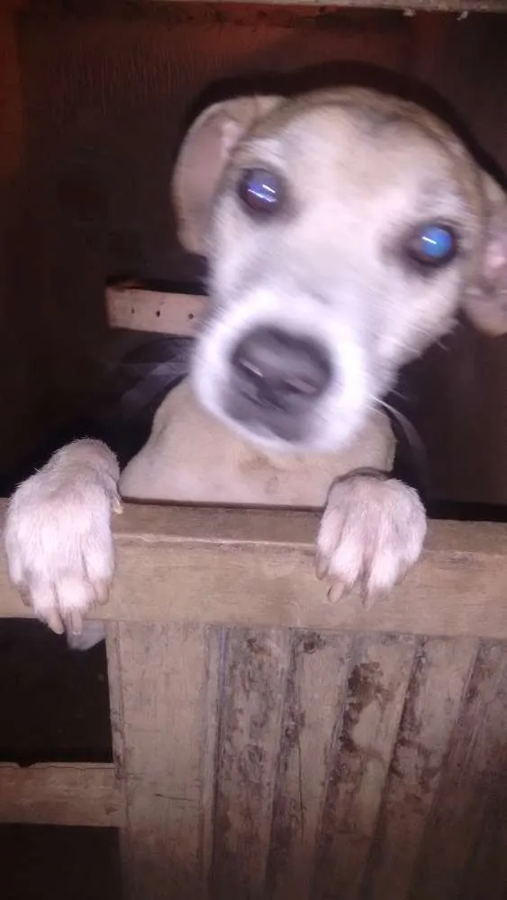 Cachorro raça vira lata idade 3 anos nome forlan