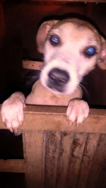 Cachorro raça vira lata idade 3 anos nome forlan