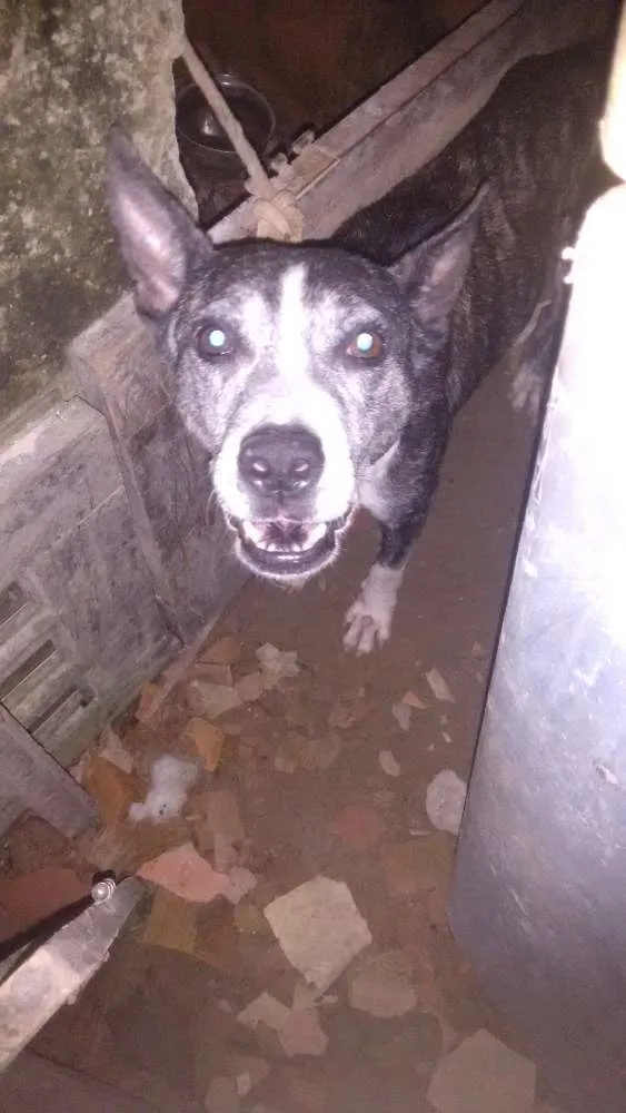 Cachorro raça petbul  idade 4 anos nome shitara