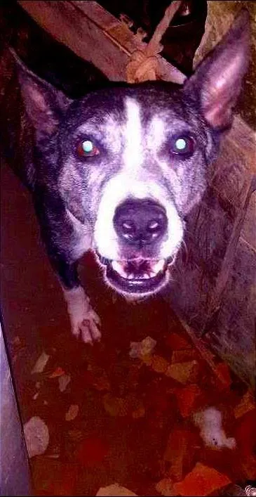 Cachorro raça petbul  idade 4 anos nome shitara