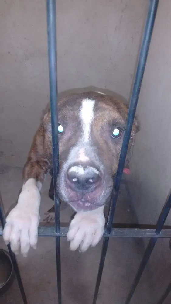 Cachorro raça Pit-Bull idade 4 anos nome jack