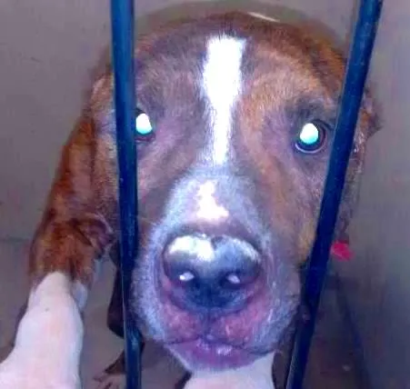 Cachorro raça Pit-Bull idade 4 anos nome jack