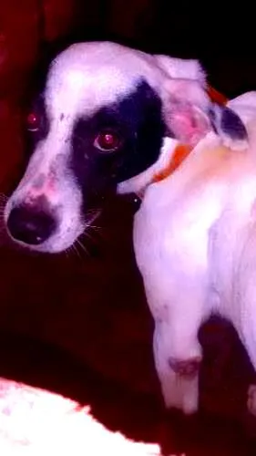 Cachorro raça mistico idade 4 anos nome júnior