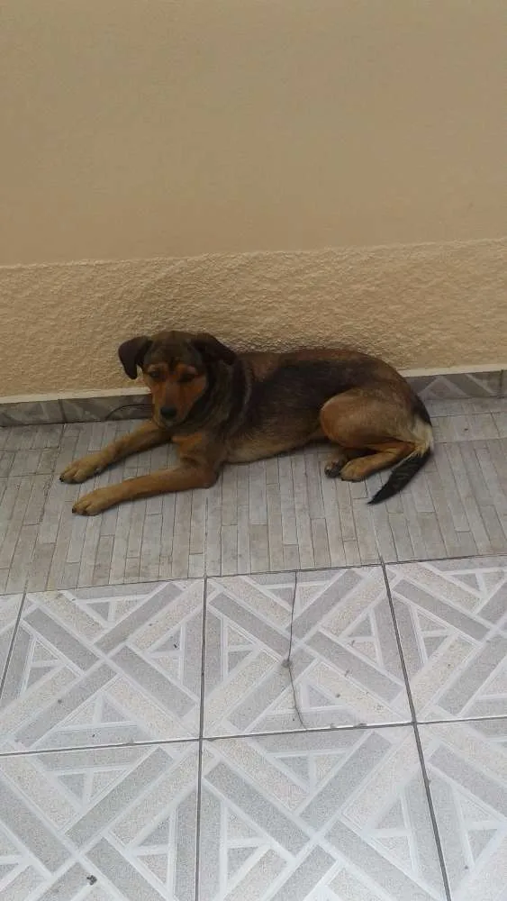Cachorro ra a Não sei idade 3 anos nome Não tem