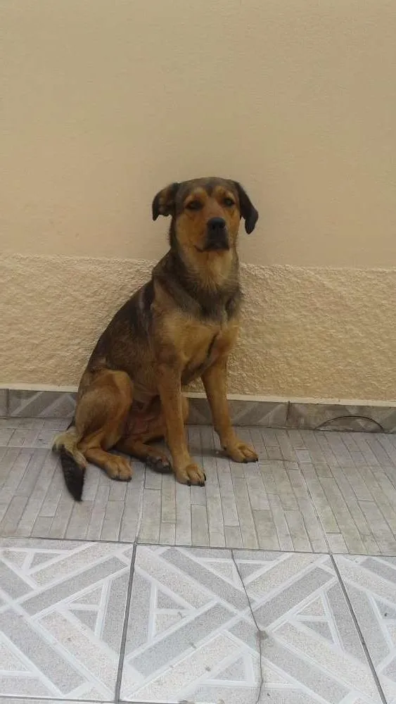 Cachorro ra a Não sei idade 3 anos nome Não tem