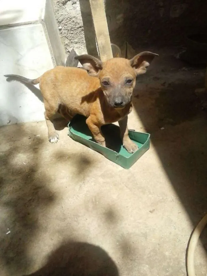 Cachorro ra a SRD idade 2 a 6 meses nome Billy , belinha, rex