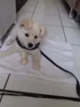 Apolo
