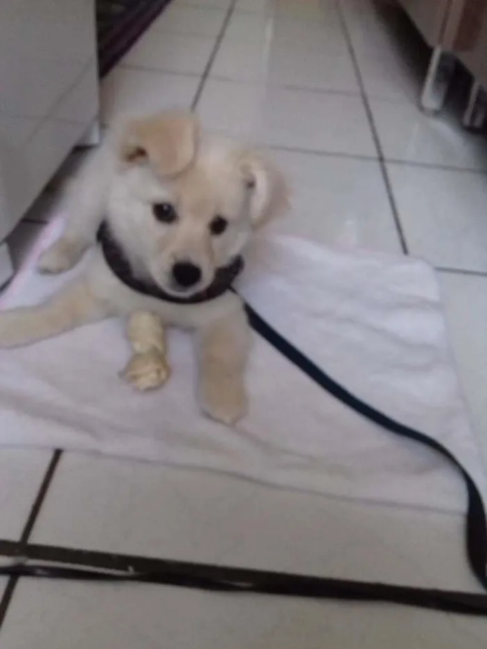 Cachorro ra a Poodle+corgi idade 2 a 6 meses nome Apolo