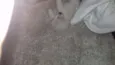Apolo