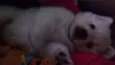 Apolo