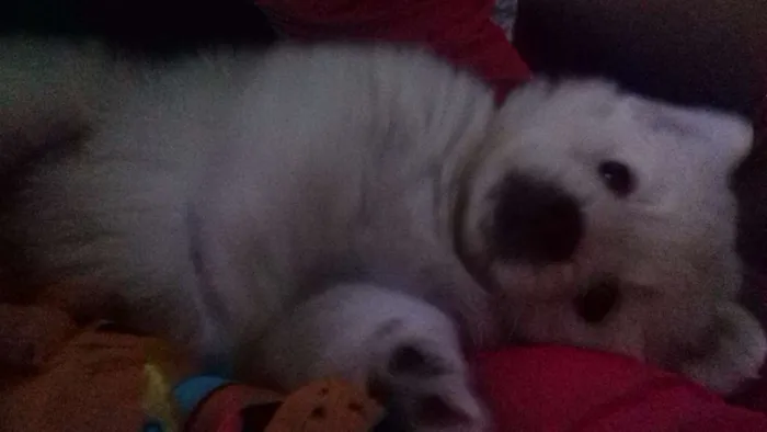 Cachorro ra a Poodle+corgi idade 2 a 6 meses nome Apolo
