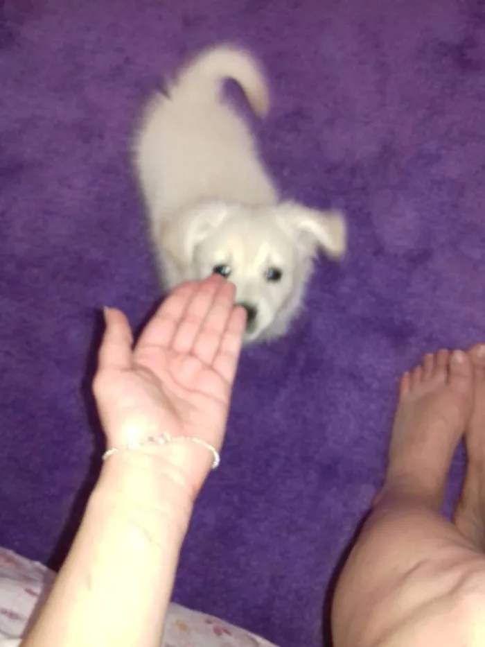 Cachorro ra a Poodle+corgi idade 2 a 6 meses nome Apolo