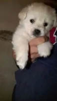 Apolo