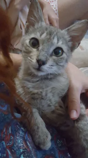 Gato raça  idade Abaixo de 2 meses nome Dengo
