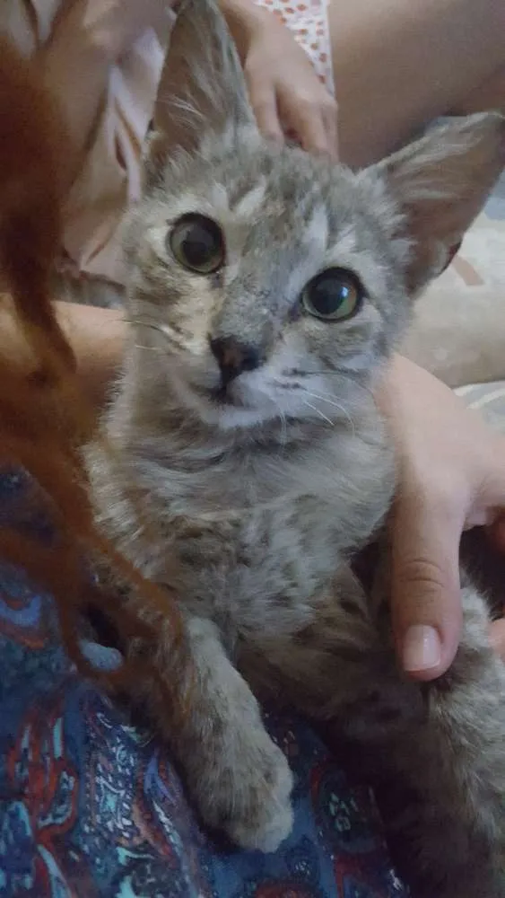 Gato ra a  idade Abaixo de 2 meses nome Dengo